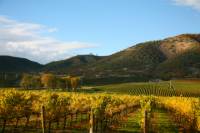 Vine to Wine Napa and Sonoma Day Trip plus Alcatraz Tour