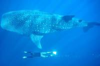 Whale Shark Encounter in Cabo San Lucas
