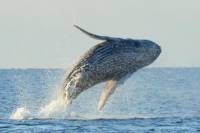 Whale Watching Adventure From Kona Hawaii