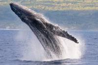 Whale Watching Catamarn Sail