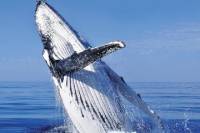 Whale Watching Combo in Cabo San Lucas: Sightseeing Cruise, Snorkeling and Shopping