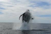 Whale Watching Expedition in Los Cabos