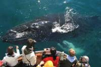 Whale Watching in Dalvik