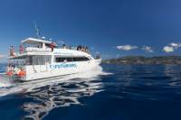 Whale Watching in the Azores Half-Day Tour