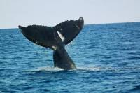 Whale Watching on Taboga and Taboguilla Islands