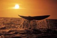 Whale Watching Tour from Cape Town