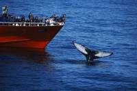 Whale Watching Tour from Reykjavik Old Harbour