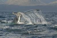 Whales Watching Tour from Punta Arenas