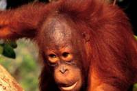 Wildlife and Eco-Tour from Sandakan with Private Transfer