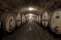 Wine-Making Experience with Wine Ambassador at Tahbilk Winery