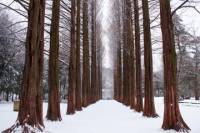 Winter Sonata TV Tour on Nami Island from Seoul