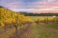 Yarra Valley Boutique Winery Tour from Melbourne