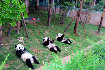 13-Day Grand China with Pandas Join-in Tour: Beijing, Xian, Chengdu, Yangtze River Cruise and Shanghai