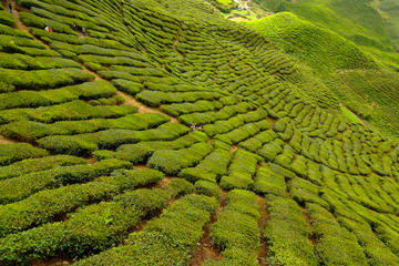 2-Day Cameron Highlands Adventure from Kuala Lumpur