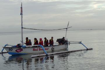 2-Day Dolphin and Sightseeing Tour
