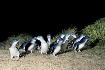 2-Day Great Ocean Road, Mornington Peninsula and Phillip Island Tour from Melbourne