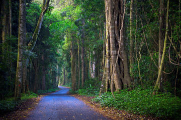 2-Day O'Reilly's Lamington National Park Tour