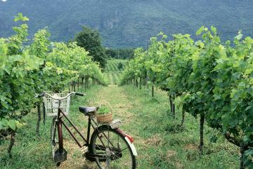 2-Day Tour Cycling Khao Yai Wine Trails from Bangkok