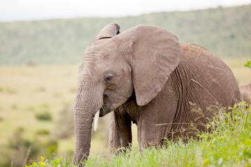 2-Day Western Cape Safari from Cape Town: Big Five Game Drive and Cango Wildlife Ranch