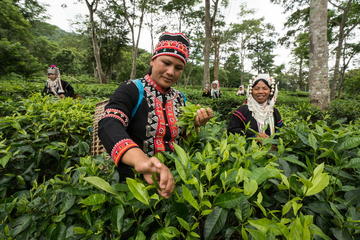2-Hour Araksa Tea Plantation Tour