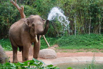2-Night Chiang Mai Tour Including Elephant Nature Park