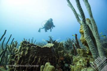 2-Tank Boat Dive from English Harbour