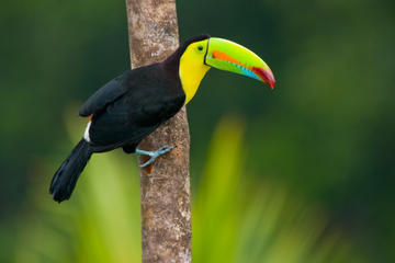 3-Day Amazon Jungle Tour at Posada Amazonas