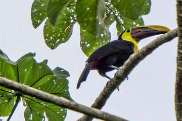 3-Day Corcovado Rainforest