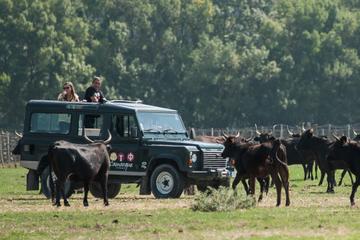 3 Hour Camargue 4x4 Safari