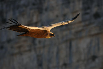 3 Hour Griffon Vultures and Verdon Gorges Tour from Moustiers Ste Marie