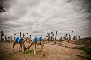 3-Hour Palm Grove Camel Ride Excursion in Marrakech