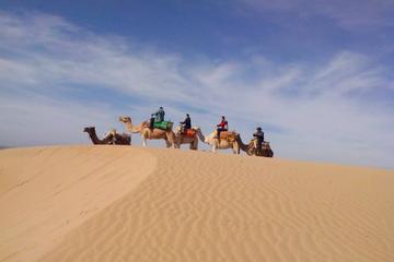 3 hours Dromedary Ride in Essaouira