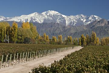 3-Night Tour to Mendoza by Air from Buenos Aires