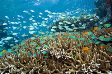 4-Day Bali Underwater Wonderland Tour: Tulamben Diving, Sidemen and Tirta Gangga