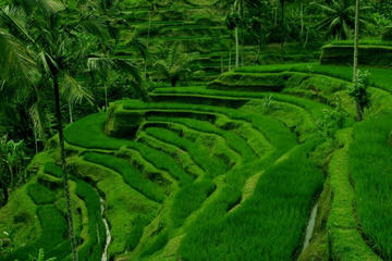 5-Day Bali Tour Series Including Day Trips and Water Sports