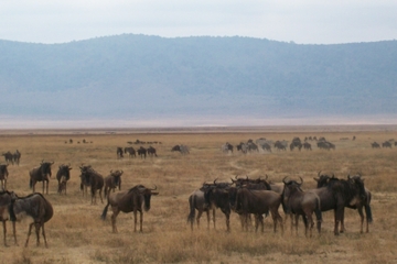 5 day Budget Camping Safari