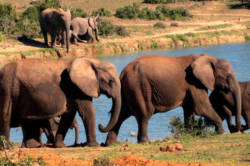 5-day Garden Route Adventure with Addo Safari from Cape Town