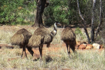 5-Day Outback Farm and Wildlife Experience from Brisbane