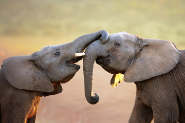 5-Day Private Garden Route Tour: Tsitsikamma National Park, Addo Elephant National Park, Jeffreys Bay, Cango Wildlife Ranch and Oudtshoorn