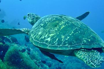 6-Day Bohol Scuba Dive Package from Cebu