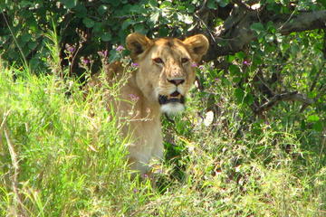 6-Day Safari in Tanzania's Northern Parks