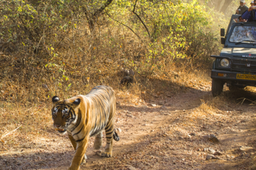 6-Night Golden Triangle Private Tour and Ranthambore Wildlife Safari from Delhi