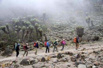 7-Days Mount Kilimanjaro Trekking Via Machame Route From Arusha