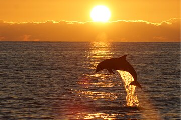 3 Hours Sunset and Dolphin Tour from Medulin with Sandra Boat