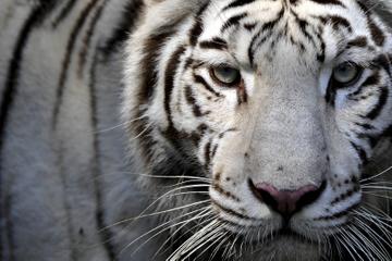 Africam Safari Zoo Admission with Transportation