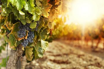 Amador County Wine Adventure