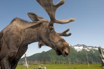 Anchorage Shore Excursion: Post-Cruise Transfer and Tour from Whittier to Anchorage