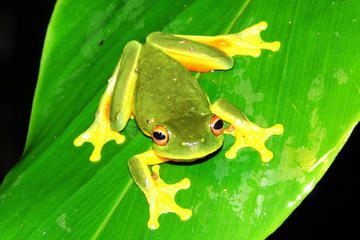 Atherton Tablelands Rainforest Wildlife Tour by Night