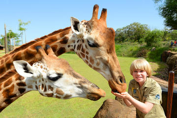 Australia Zoo Day Trip from the Gold Coast or Brisbane