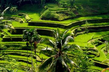 Bali Full-Day Sightseeing Trip of Batubulan, Celuk and Batuan Village